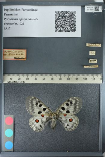 Media type: image;   Entomology 175274